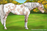 Horse Color:White Spotted Silver Brown Roan Pearl Appaloosa