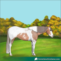 Horse Color:Bay Splash Tobiano Near Fewspot
