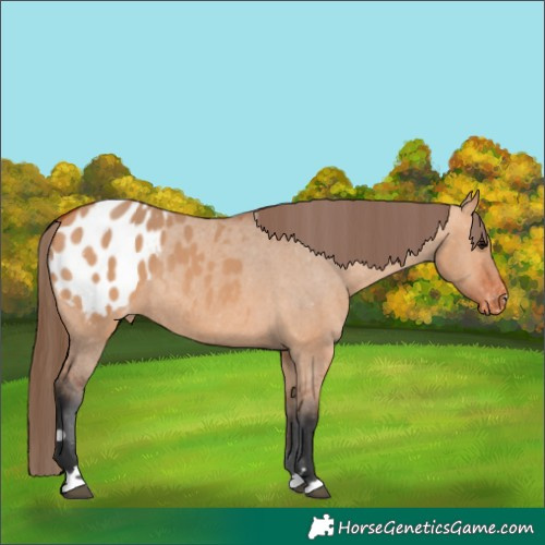 Horse Color:Bay Dun Appaloosa Rabicano