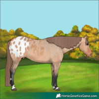 Horse Color:Bay Dun Appaloosa Rabicano