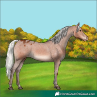 Horse Color:Silver Brown Appaloosa