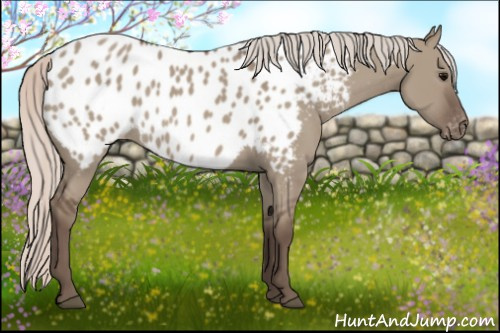 Horse Color:Silver Grullo Appaloosa 