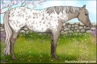 Horse Color:Silver Grullo Appaloosa 