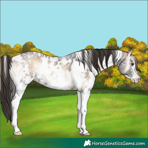 Horse Color:White Spotted Liver Red Onyx Ice Sabino 