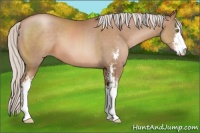 Horse Color:Silver Brown Pearl Sabino 