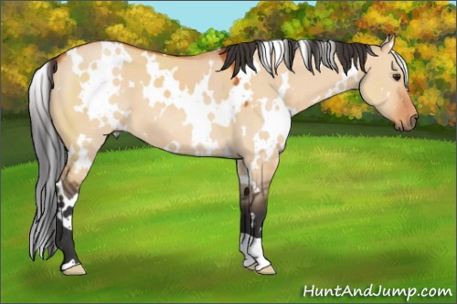 Horse Color:White Spotted Bay Dun 