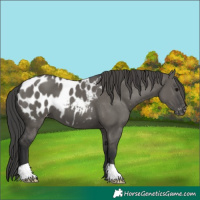Horse Color:Grullo Appaloosa 