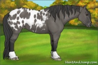 Horse Color:Grullo Appaloosa