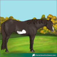 Horse Color:Liver Chestnut Frame 