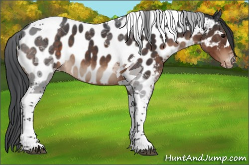 Horse Color:Brown Mushroom Tobiano Appaloosa 