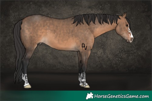 Horse Color:Brown Dun  and Brown Dun 