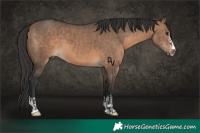 Horse Color:Brown Dun  and Brown Dun 