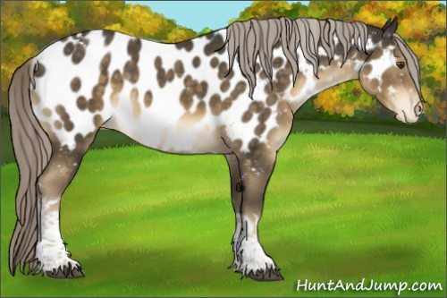 Horse Color:Chocolate Palomino Mushroom Tobiano Appaloosa 