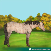 Horse Color:Bay Dun  and Amber Champagne Dun 