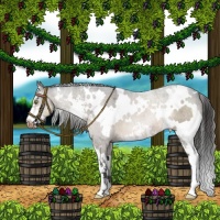 Horse Color:White Spotted Brown Dun Sabino Appaloosa 