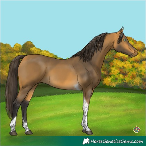 Horse Color:Buckskin Tobiano