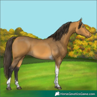 Horse Color:Buckskin Tobiano 