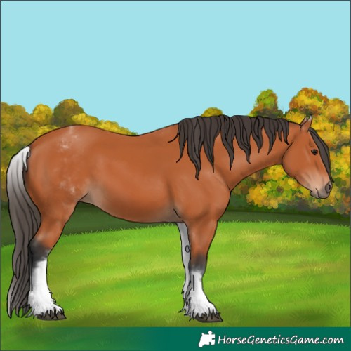 Horse Color:Unknown 