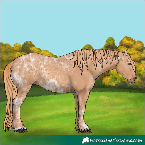 Horse Color:Chestnut Ice