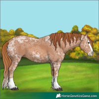 Horse Color:Chestnut Ice Splash 
