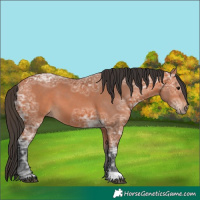 Horse Color:Bay Ice 