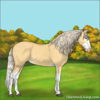 Horse Color:Palomino Dun Splash 