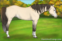 Horse Color:Buckskin Dun Splash