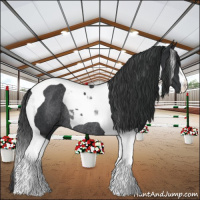 Horse Color:Black Tobiano Rabicano 
