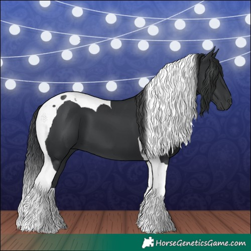 Horse Color:Black Tobiano