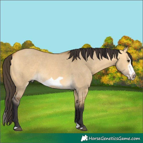 Horse Color:Buckskin Dun Splash Frame 