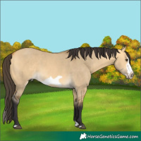 Horse Color:Buckskin Dun Splash Frame 
