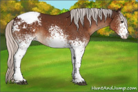 Horse Color:White Spotted Silver Brown Appaloosa Rabicano 