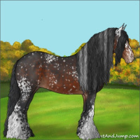 Horse Color:White Spotted Brown Appaloosa 