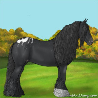 Horse Color:Black Appaloosa 
