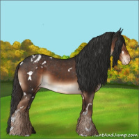 Horse Color:White Spotted Liver Chestnut Appaloosa 