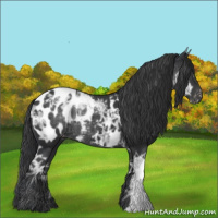 Horse Color:Black Ice Appaloosa 