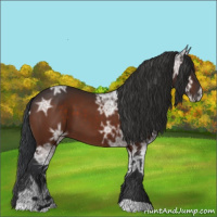 Horse Color:Bay Ice 