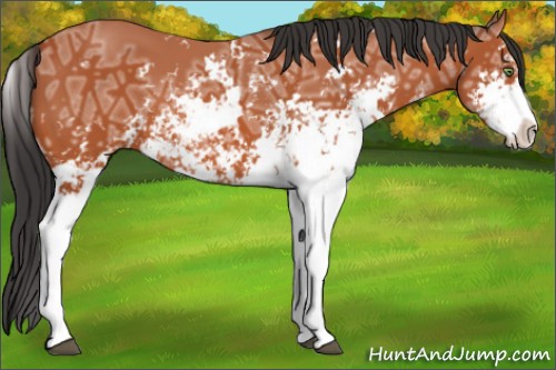 Horse Color:Brown Ice Sabino 