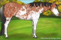 Horse Color:Brown Ice Sabino 