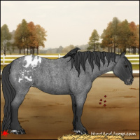 Horse Color:Blue Roan Appaloosa 