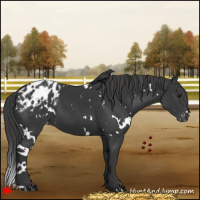 Horse Color:White Spotted Black Appaloosa