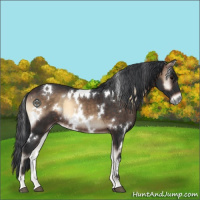 Horse Color:White Spotted Brown Onyx Rabicano 