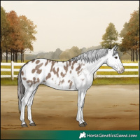 Horse Color:Liver Red Dun Sabino Appaloosa 