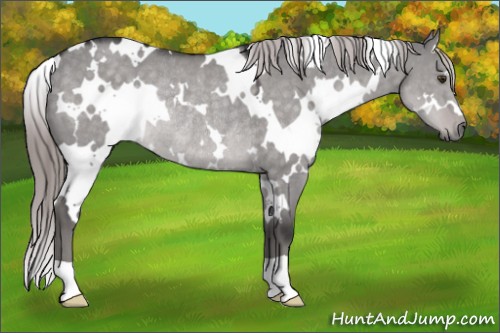 Horse Color:Platinum White Spotted Chocolate Palomino Dun Rabicano