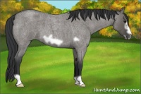 Horse Color:Grullo Roan Frame 