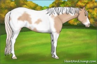 Horse Color:Silver Classic Champagne Tobiano Frame 