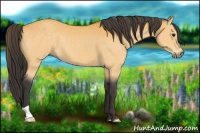 Horse Color:Buckskin 