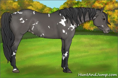 Horse Color:White Spotted Black Appaloosa Rabicano 