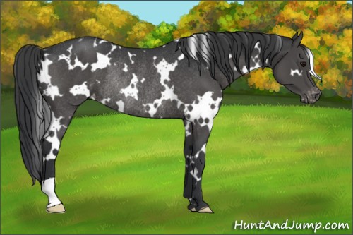 Horse Color:White Spotted Black Varnish Rabicano 