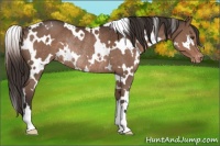Horse Color:White Spotted Liver Chestnut Varnish Rabicano 